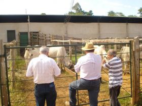 Feira do Pró-Genética em Araguari