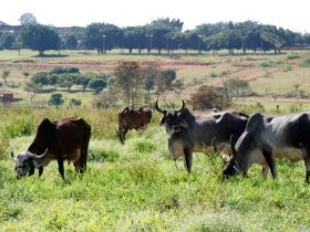 PMGZ divulga resultado parcial do Concurso Leiteiro Natural