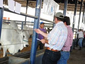 Escolha de touros do PNAT tem novo horário