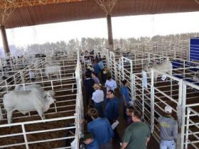 Os melhores da ExpoGenética ?ao vivo? no site da ABCZ 