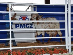 Criadores conhecem campeãs do Concurso Leiteiro Natural