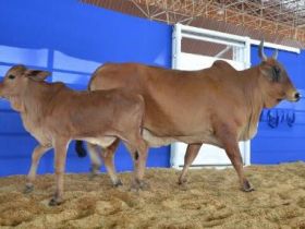 Matrizes ?Cláudio Sabino Carvalho?, as grandes mães na ExpoGenética  
