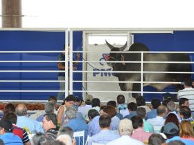 ExpoGenética movimenta mercado pecuário no mês de agosto