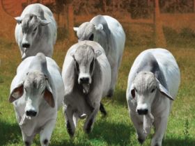 Cresce abrangência dos Dias de Campo da ABCZ 