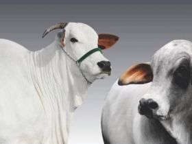 Expoinel e Expobrahman serão promovidas juntas este mês