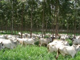 Inscrições abertas para Agrocurso sobre ILPF