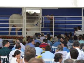 PMGZ disponibiliza fotos e avaliações atualizadas de touros do PNAT