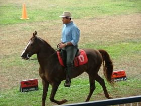 FAZU sedia competição de cavalos Mangalarga Marchador neste sábado 