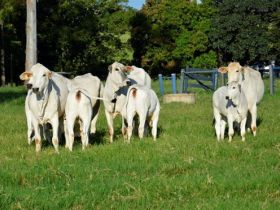 ABCZ continuará incentivando uso de receptoras zebuínas
