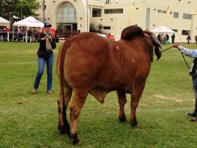 Raça Gir Leiteiro é destaque na Bolívia