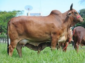 Interláctea 2013 terá concurso leiteiro de Sindi