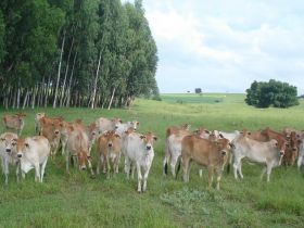 Nova regra para receptoras zebuínas entra em vigor em janeiro de 2014
