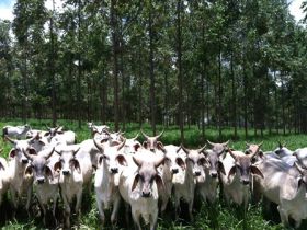 Integração Lavoura-Pecuária-Floresta é tema de Agrocurso inédito