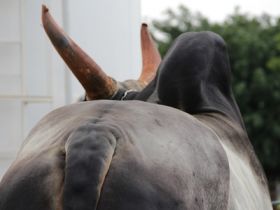 Guzerá on line pelo PMGZ Leite