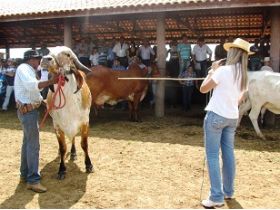 Embrapa leva Congresso Internacional do Leite para reduto do zebu