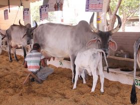 Workshop PMGZ LEITE reforça importância do Controle Leiteiro para melhoramento genético dos rebanhos