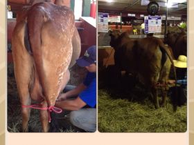 Expectativa de recordes de zebuínos na Interláctea 2013