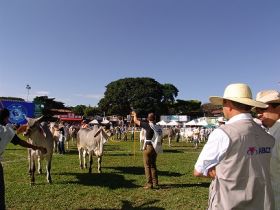 Comissões de raças e Colégio de Jurados avaliam ações de 2013