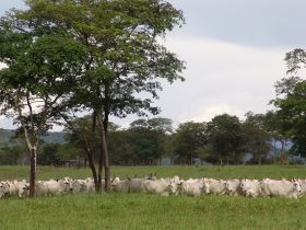 Emendas parlamentares podem viabilizar projetos para pecuária