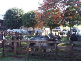 Pró-Genética fechou programação anual de feiras, em Itapagipe, MG  