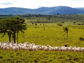 ABCZ amplia ações para fortalecimento da pecuária comercial 