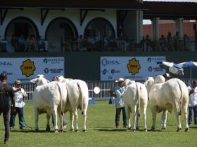 Novos times de písta do nelore estréiam na Expoinel Minas 