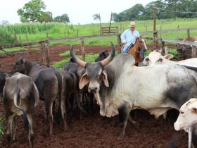 Pró-Genética abre 2014 em alta velocidade 