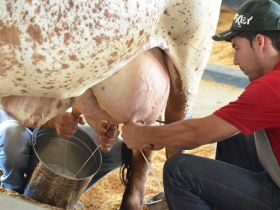 ExpoZebu: Inscrições para Concurso Leiteiro começam em 05 de março