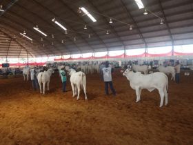 Encerrada 1ª Expo Nelore Avaré