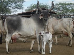 Top 100 tem participantes do Controle Leiteiro entre os primeiros colocados