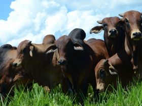 Pró-Genética agora é política pública 