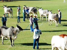 Começa escalação de jurados da ExpoZebu   