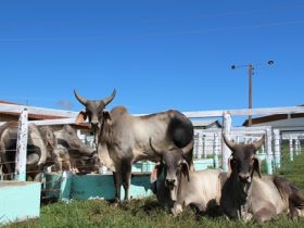 Pró-Genética fecha o mês em alta