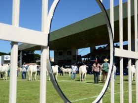 Definidos jurados da ExpoZebu 80 Anos