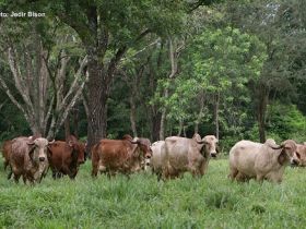 Definidos vencedores do 1º Concurso Cultural de Fotografia da ABCZ