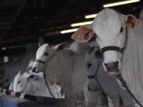 ExpoZebu: ABCZ amplia número de animais por expositor