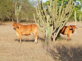 ExpoZebu 80 anos: Liberação da participação de animais de rebanhos do Nordeste