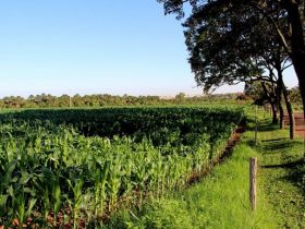 Expozebu Dinâmica traz ao Brasil tecnologia para estabilização permanente de solos