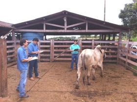 ABCGIL realiza Avaliação Fenotípica em prova para Teste de Progênie 