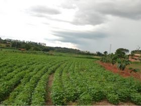 ExpoZebu Dinâmica receberá caravanas de mais de 20 cidades