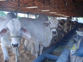 ExpoZebu 80 Anos: Inscrições encerram na segunda