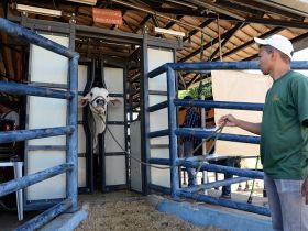 ExpoZebu 80 Anos: recepção de animais vai até amanhã