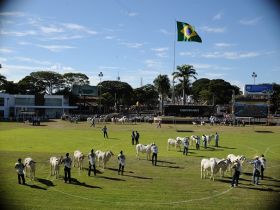 Começam os julgamentos da ExpoZebu 80 anos