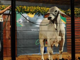 Leilões movimentam mais de R$28 milhões