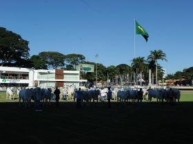 ExpoZebu premia campeãs do Matriz Modelo 