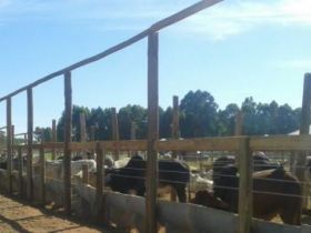 ABCZ e ACZP mostram o desempenho do zebu no Planalto Central 