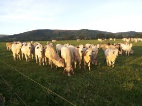 Divulgado resultado da 2ª PGP Coletiva da Fazenda Querença