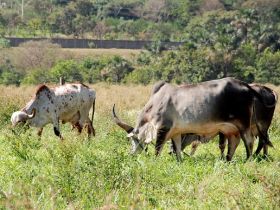 Concurso Leiteiro Natural abre inscrições na próxima semana