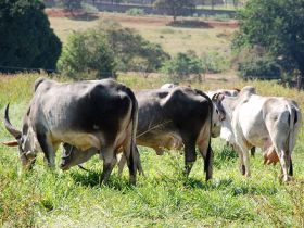 Abertas inscrições para Concurso Leiteiro Natural