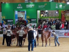 Colômbia, próxima escala do Brazilian Cattle 